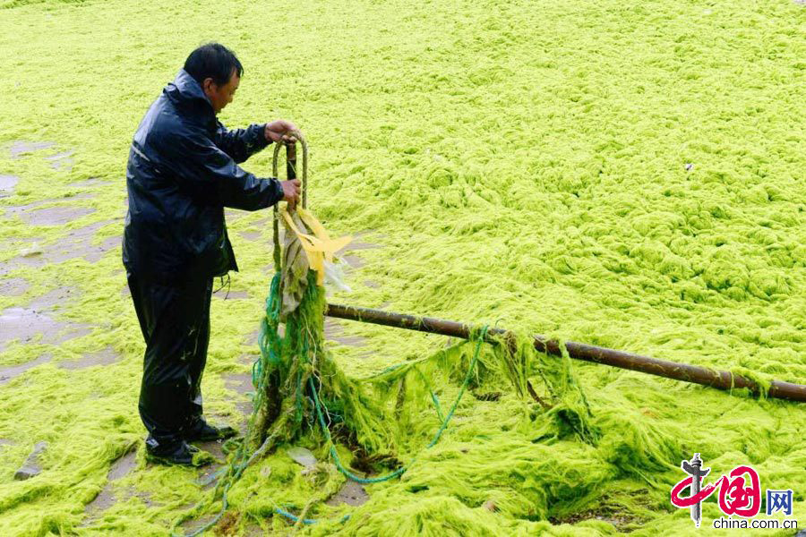 山东青岛 浒苔连续8年入侵海岸[组图]