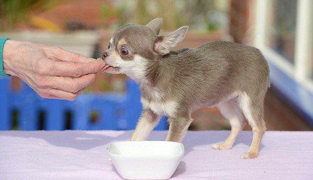 英国最小宠物狗 吉娃娃身高不到8厘米
