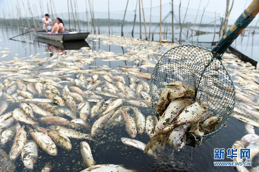 九万亩水域成“酱油湖”近千户渔民遭“生态劫”