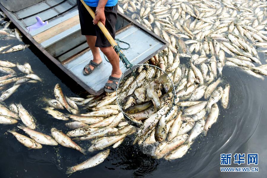 九万亩水域成“酱油湖”近千户渔民遭“生态劫”