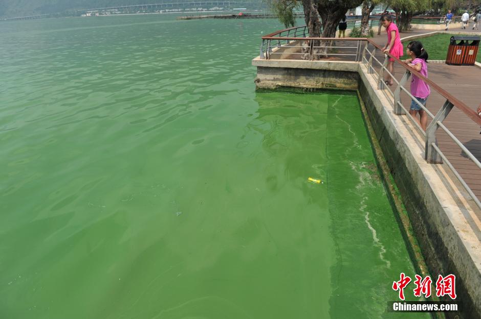 昆明滇池蓝藻爆发 水面绿如漆