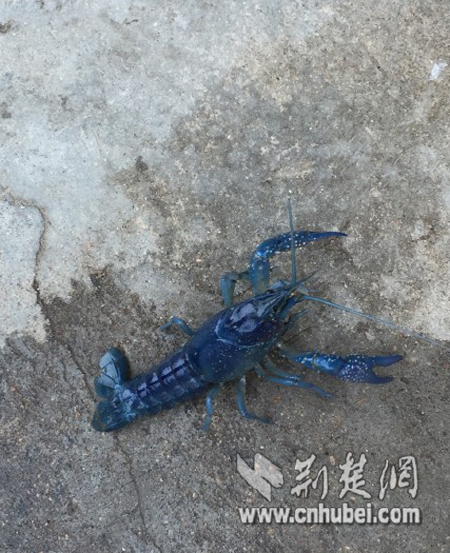 湖北惊现“小蓝虾”“小白虾” 专家:非污染和变异导致