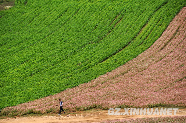 [美丽中国]贵州威宁：荞花烂漫引客来