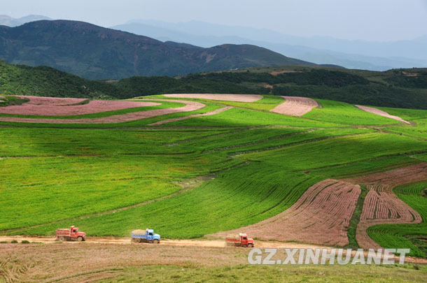 [美丽中国]贵州威宁：荞花烂漫引客来