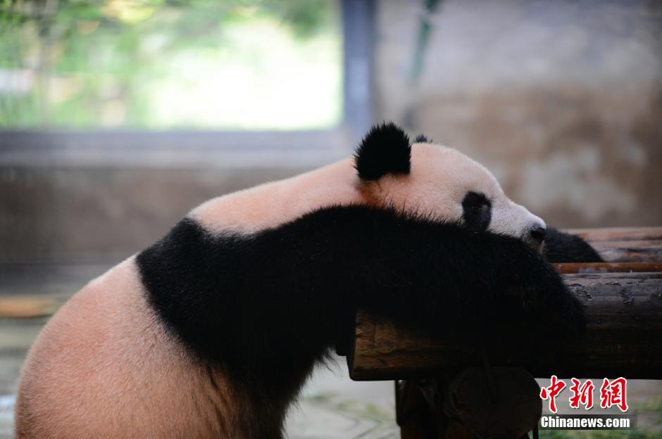 杭城进入“烧烤”模式 大熊猫吹空调冲凉降温