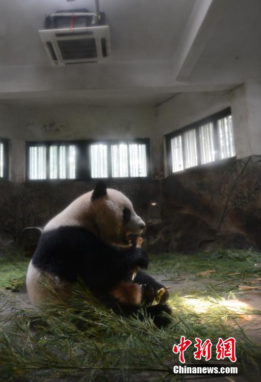 杭城进入“烧烤”模式 大熊猫吹空调冲凉降温
