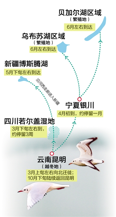 昆明红嘴鸥数量持续增长 迁徙通道生态逐步改善