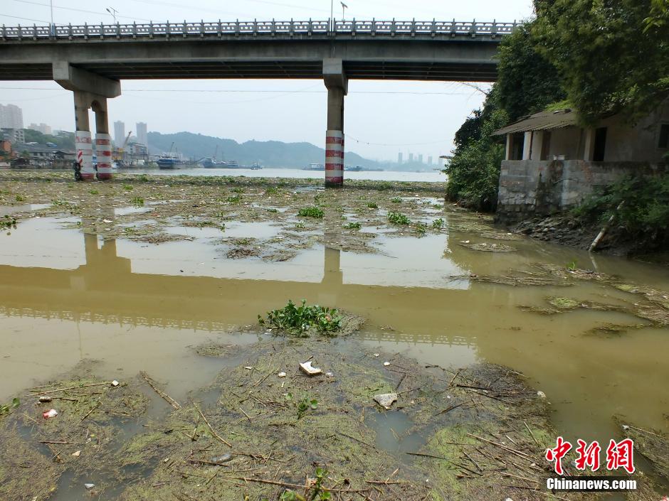 长江支流黄柏河漂浮物泛滥
