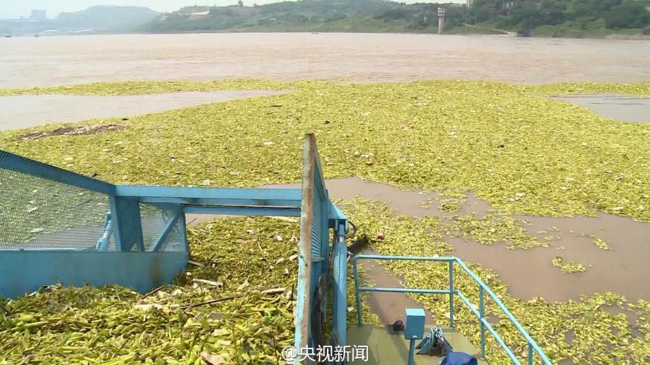 长江重庆段现近万平方米漂浮垃圾带