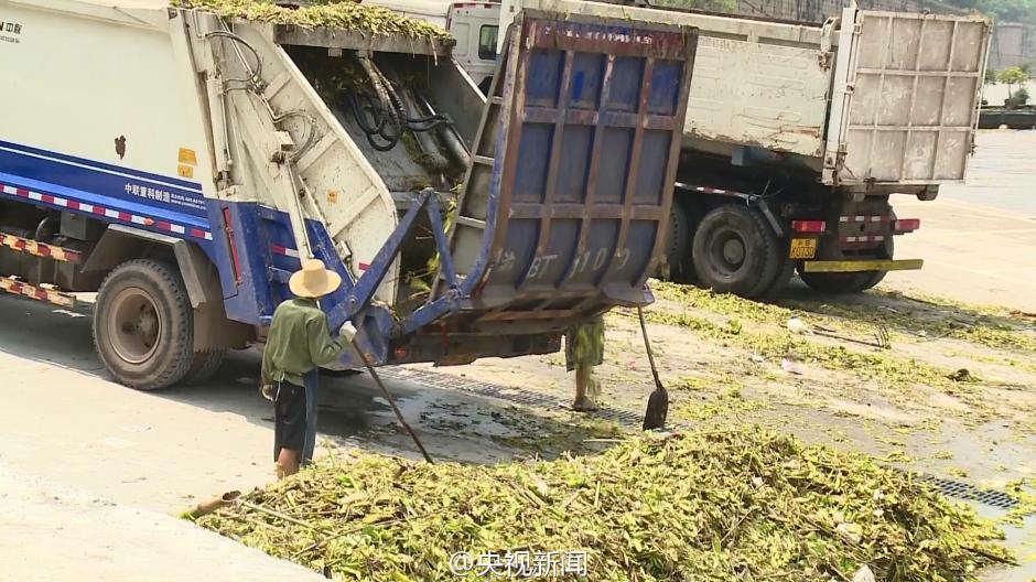 长江重庆段现近万平方米漂浮垃圾带