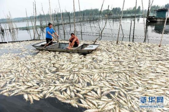 安徽沱湖变“酱油湖” 2000万斤鱼类死亡(图)