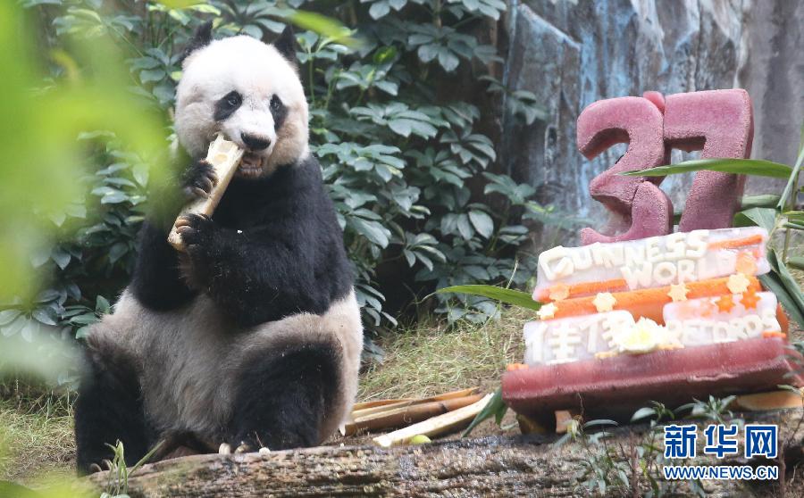 大熊猫佳佳刷新最长寿圈养大熊猫世界纪录