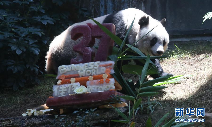 大熊猫佳佳刷新最长寿圈养大熊猫世界纪录