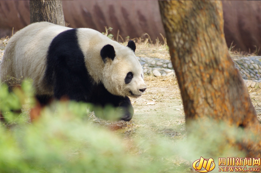 成都大熊猫基地迎来两对大熊猫双胞胎幼崽(图)