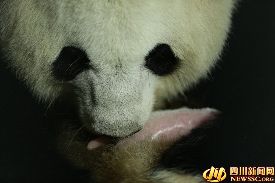 成都大熊猫基地迎来两对大熊猫双胞胎幼崽(图)