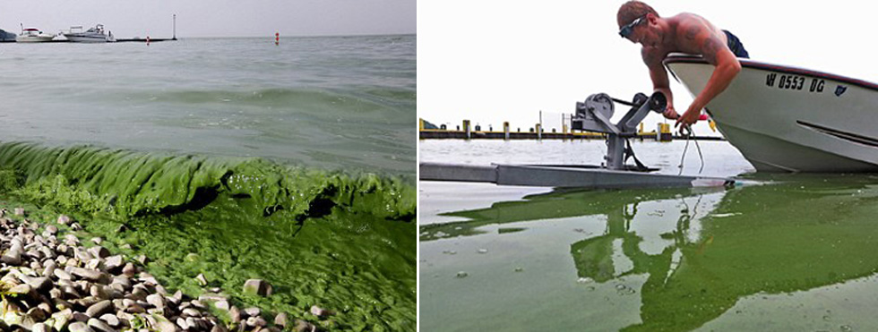 大量海藻侵蚀美国伊利湖 绿水含毒素