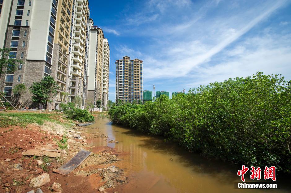 海南百亩红树林遭破坏 沦为高档小区垃圾场