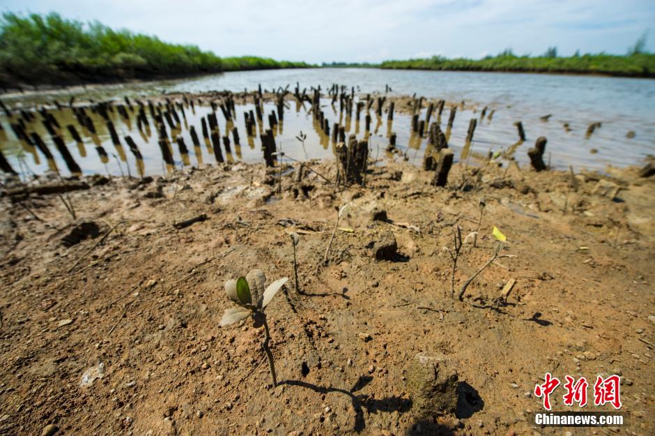 海南百亩红树林遭破坏 沦为高档小区垃圾场