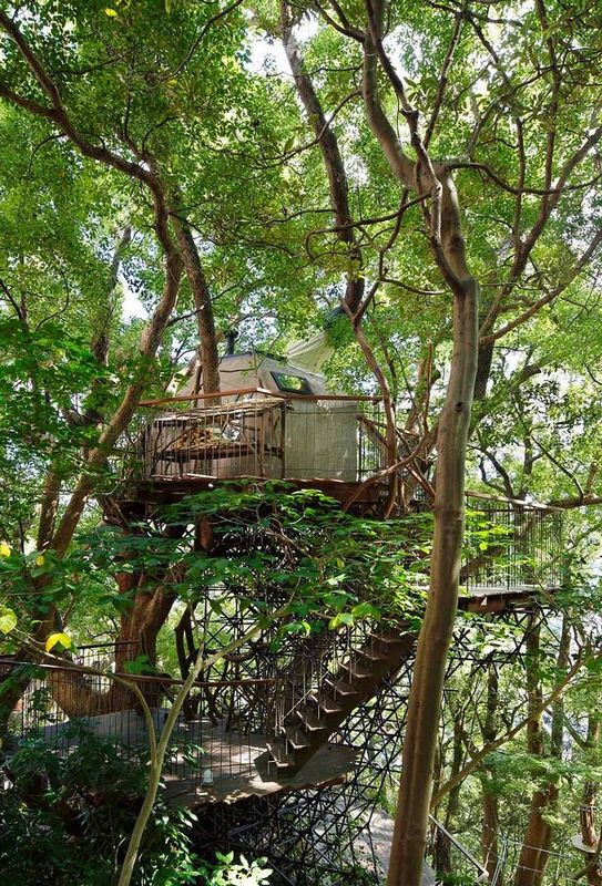 日建筑师在300年古树内建造豪华树屋