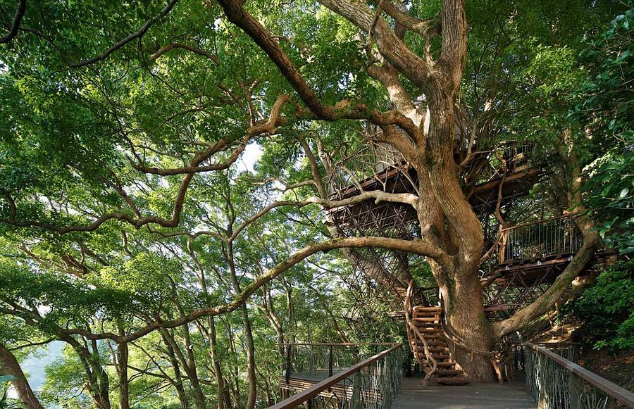 日建筑师在300年古树内建造豪华树屋