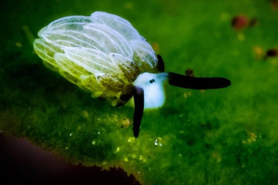 印尼巴厘岛海底发现“最萌软体动物”