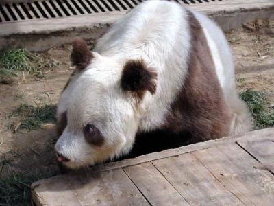 秦岭发现罕见棕白色大熊猫 30年来仅发现5次