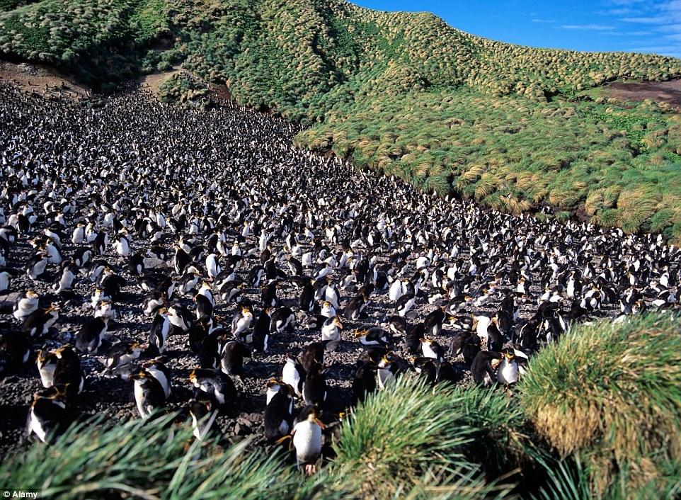 400万企鹅大军“攻占”神秘小岛 场面壮观