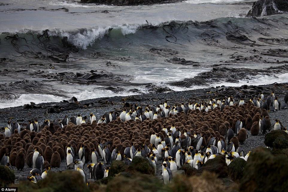 400万企鹅大军“攻占”神秘小岛 场面壮观