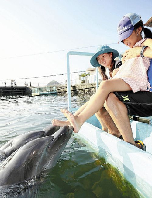 日本水族馆请海豚为游客做“足疗”
