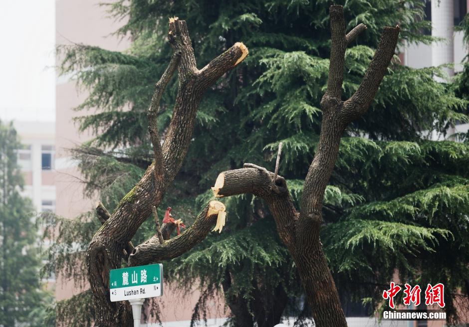 长沙麓山路为地铁砍树引争议 砍伐现停止