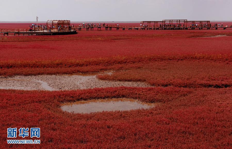 辽宁盘锦20余万亩“红海滩”尽显秋季风情