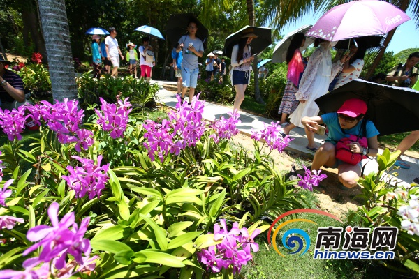 网媒记者走进兴隆热带花园 赞植物王国