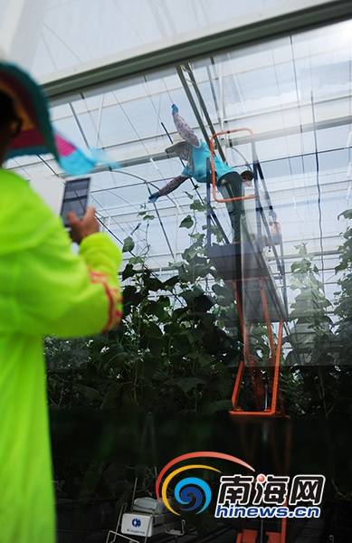蔬菜种在“摩天轮”上 陵水现代农业科技示范基地让人称奇