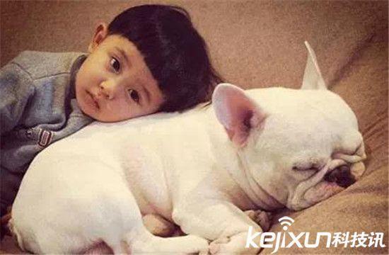 世界十大最萌猫狗盘点 萌宠哈士奇智商太高