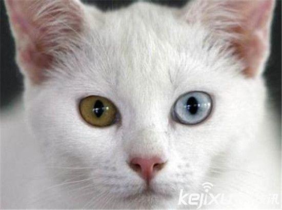 世界十大最萌猫狗盘点 萌宠哈士奇智商太高
