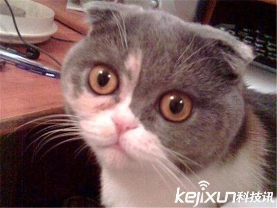 世界十大最萌猫狗盘点 萌宠哈士奇智商太高