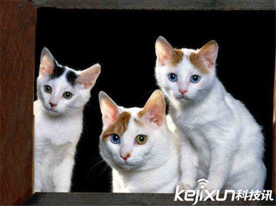 世界十大最萌猫狗盘点 萌宠哈士奇智商太高
