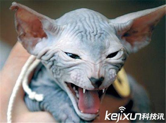 世界十大最萌猫狗盘点 萌宠哈士奇智商太高