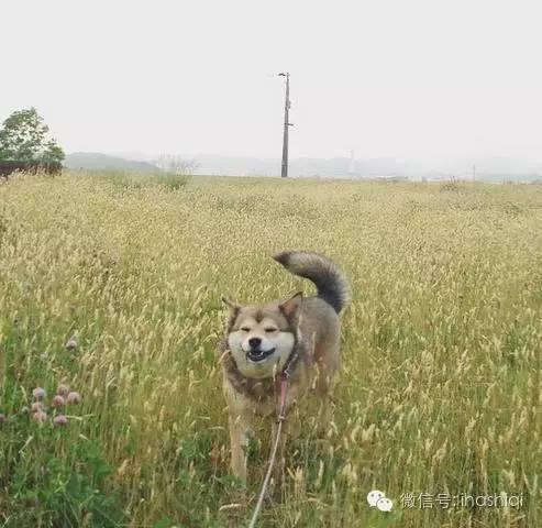 哈士奇与柴犬的混血居然是这样的，毫无违和感！