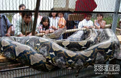 成都查获巨型蟑螂 盘点人类捕获的庞然巨兽