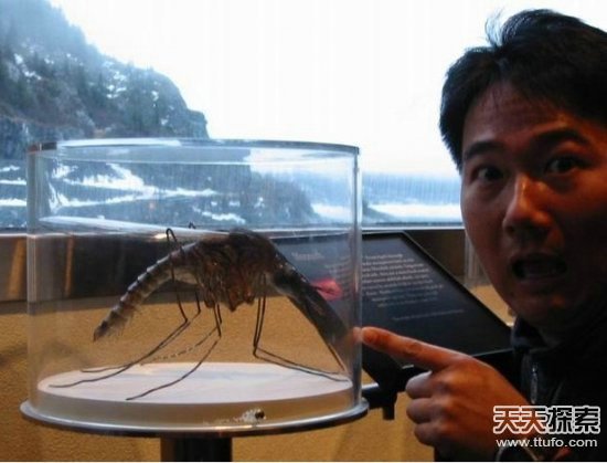 成都查获巨型蟑螂 盘点人类捕获的庞然巨兽