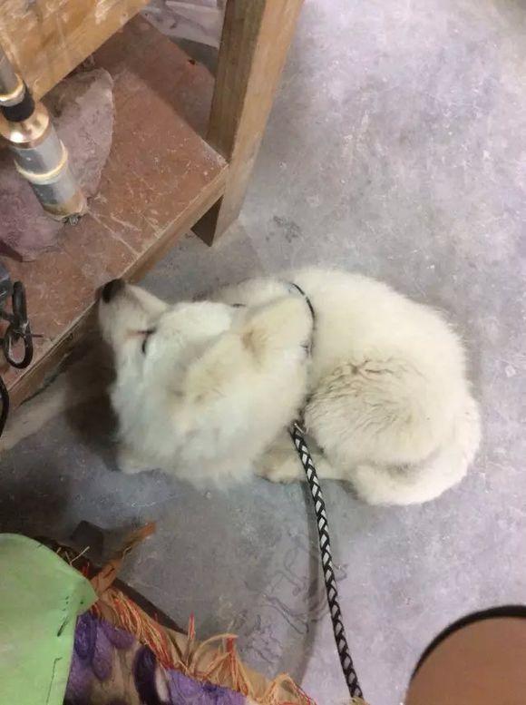 猪圈生活的萨摩耶，一直想要扑过来，眼神满满的乞求，心都碎了！