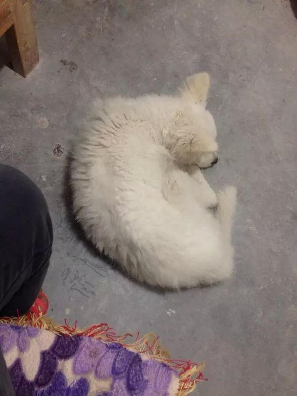 猪圈生活的萨摩耶，一直想要扑过来，眼神满满的乞求，心都碎了！