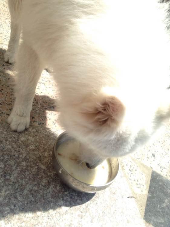 猪圈生活的萨摩耶，一直想要扑过来，眼神满满的乞求，心都碎了！