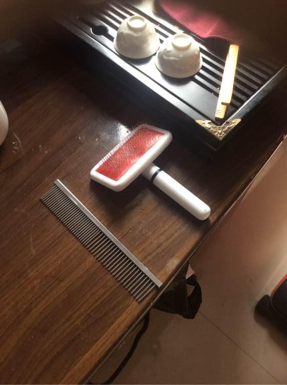 猪圈生活的萨摩耶，一直想要扑过来，眼神满满的乞求，心都碎了！
