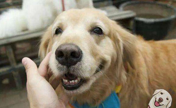 主人昏倒金毛犬守在身边，萨摩耶瞬间跑开，没想到下一秒让人泪奔