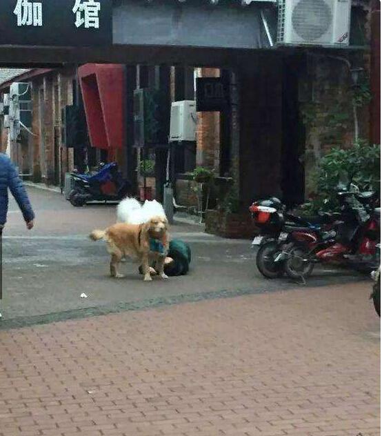 主人昏倒金毛犬守在身边，萨摩耶瞬间跑开，没想到下一秒让人泪奔