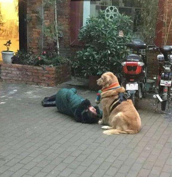 主人昏倒金毛犬守在身边，萨摩耶瞬间跑开，没想到下一秒让人泪奔