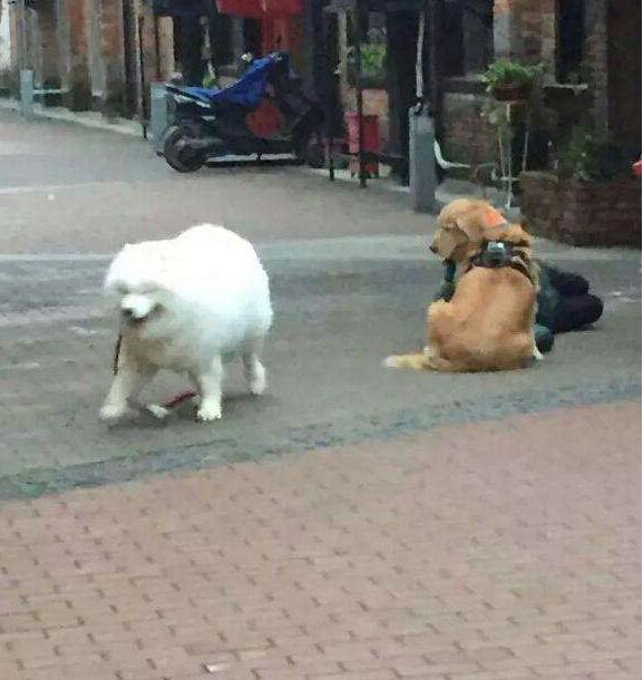 主人昏倒金毛犬守在身边，萨摩耶瞬间跑开，没想到下一秒让人泪奔
