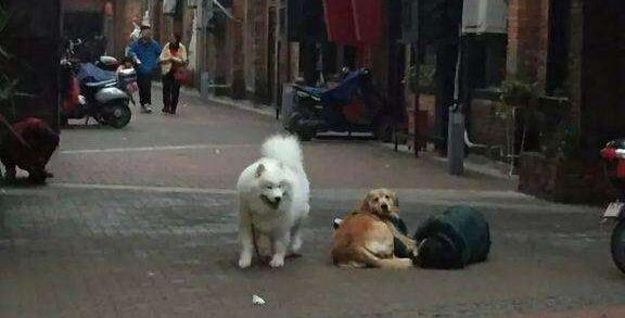 主人昏倒金毛犬守在身边，萨摩耶瞬间跑开，没想到下一秒让人泪奔